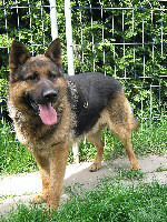 Hund im Tierheim